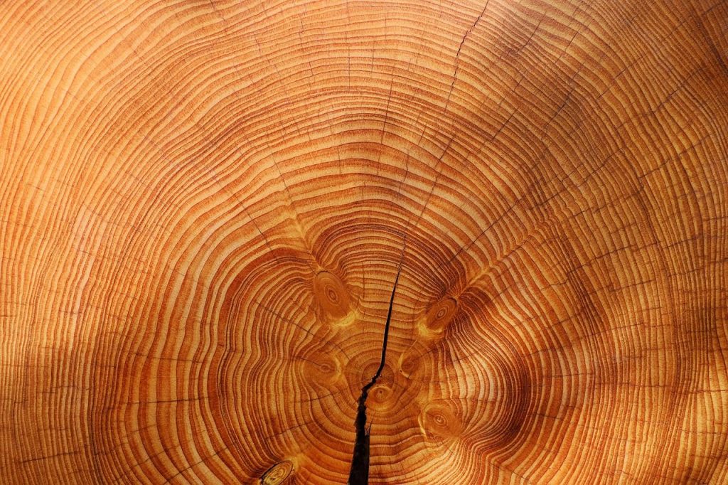 Growth rings across a cut trunk