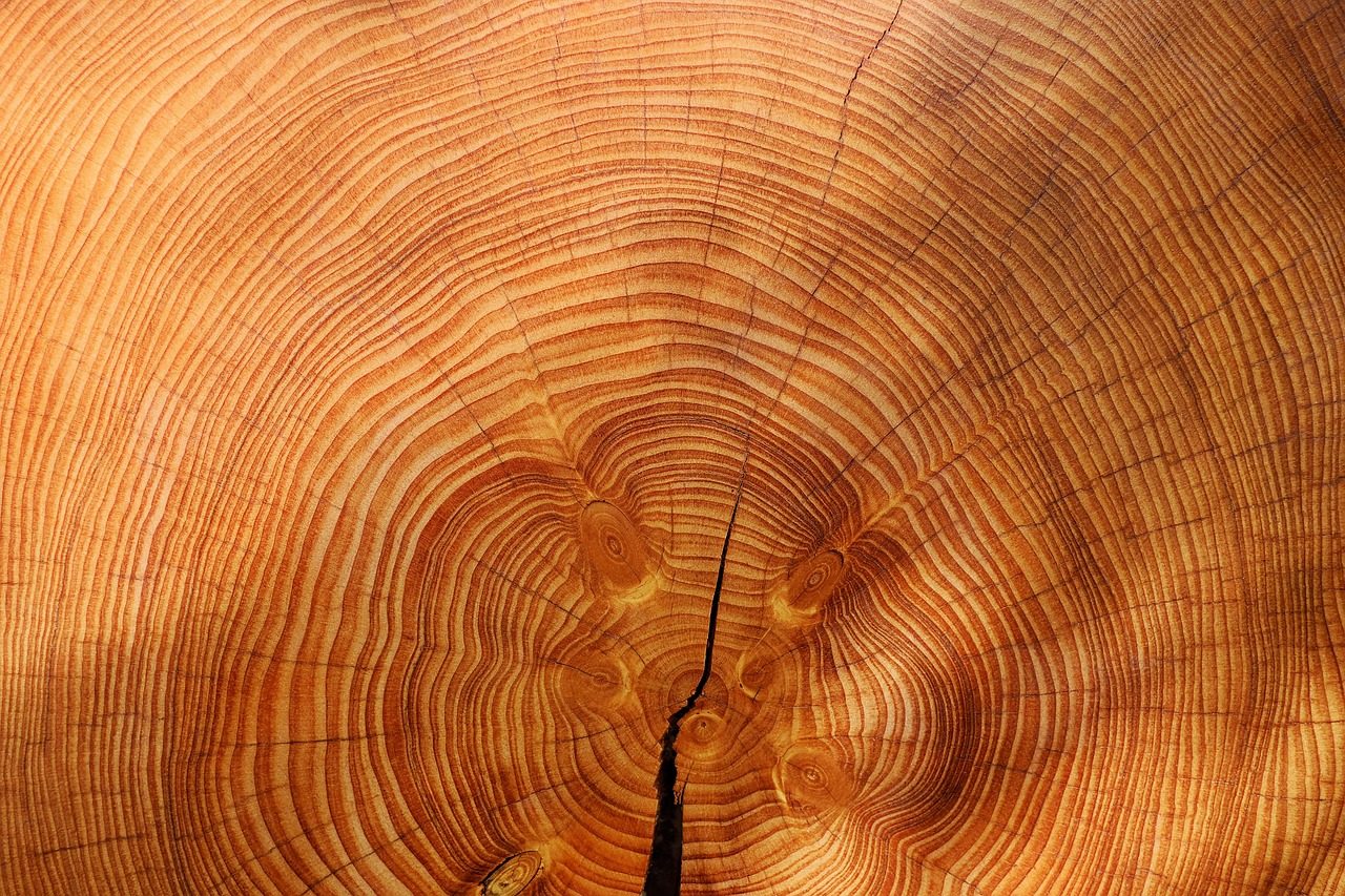 Growth rings across a cut trunk