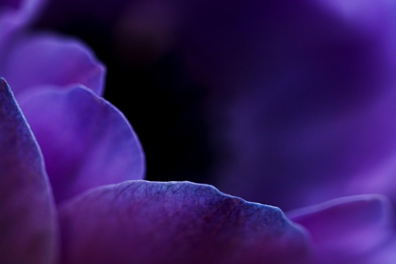 Violet petal edges out of focus against deep shadow