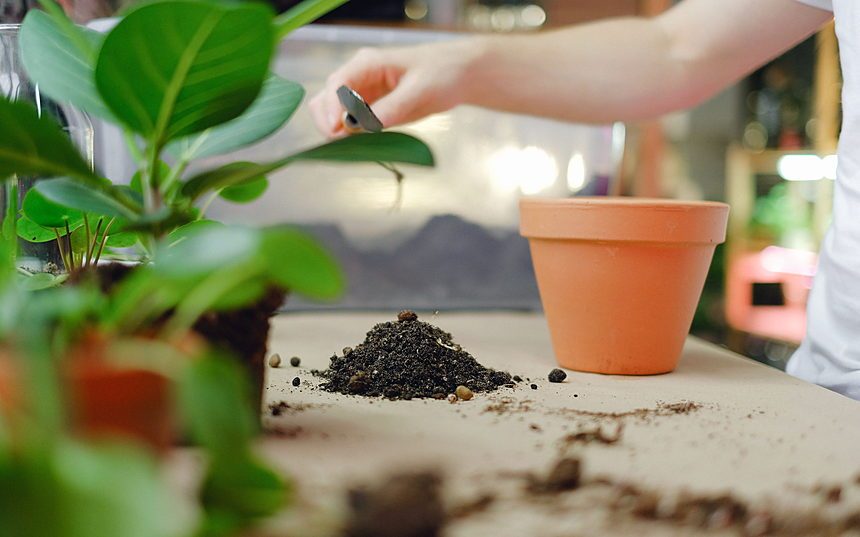 Soil and a young plant beside an empty clay pot on a wooden table
