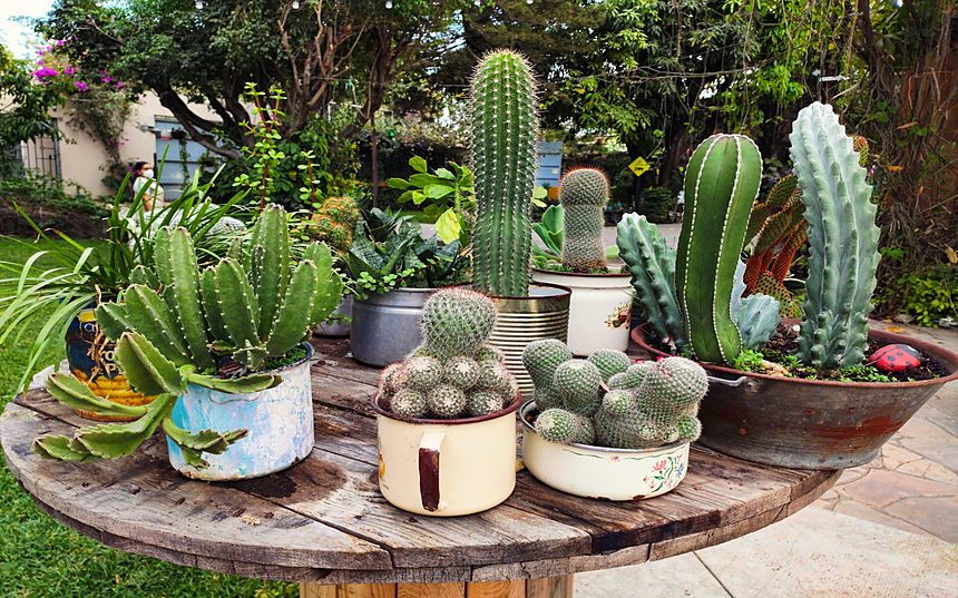 Assorted cacti in painted pots arranged on a rustic wooden table