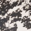Soft focus abstract of leaves casting shadows on a sunlit wall, evoking tranquility