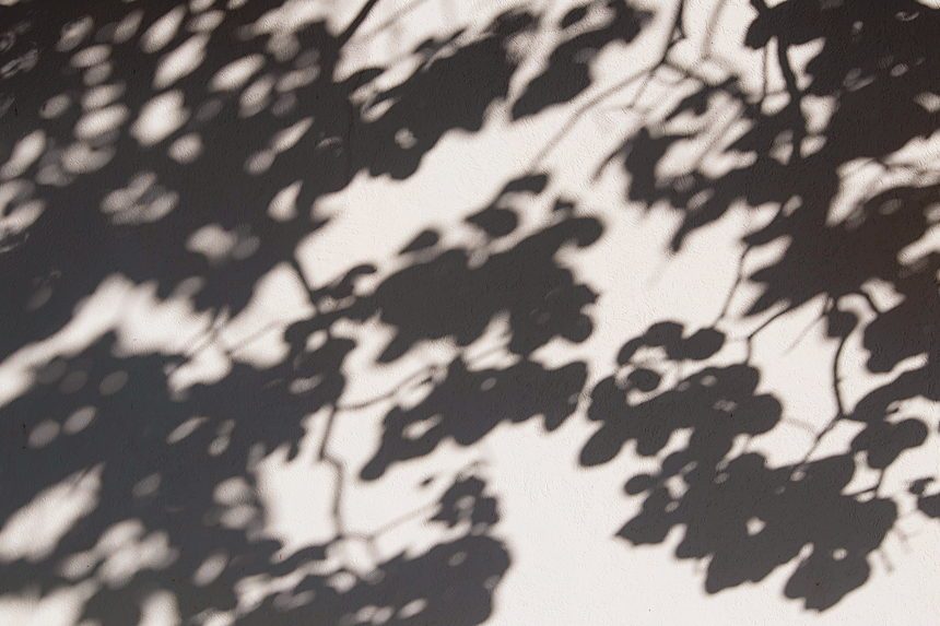 Soft focus abstract of leaves casting shadows on a sunlit wall, evoking tranquility