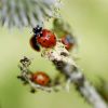 Detailed macro shot of ladybugs and ants on green stem with muted background