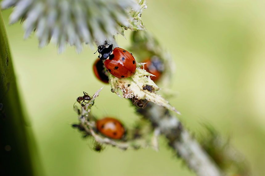 Detailed macro shot of ladybugs and ants on green stem with muted background