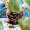 Crop anonymous female gardener taking care of green home plant and planting in pot