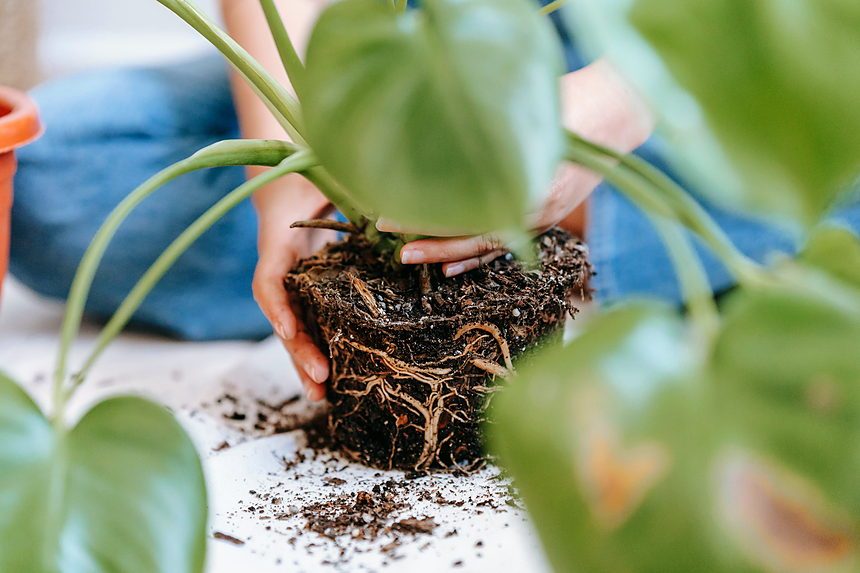 Crop anonymous female gardener taking care of green home plant and planting in pot
