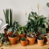 A collection of indoor plants being watered by hand, enhancing home decor