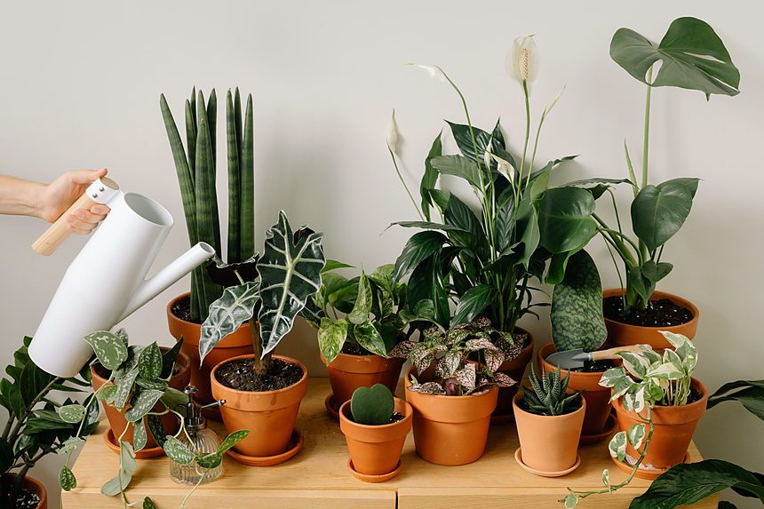 A collection of indoor plants being watered by hand, enhancing home decor
