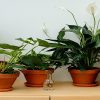 A collection of potted plants arranged on a wooden shelf, providing a natural touch to indoor decor
