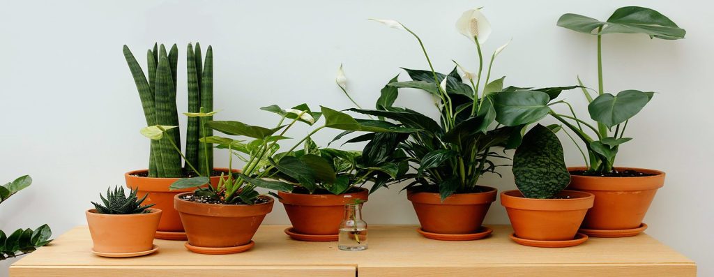 A collection of potted plants arranged on a wooden shelf, providing a natural touch to indoor decor