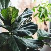 Bright indoor setting with a fiddle leaf fig beside a sunlit window and other houseplants