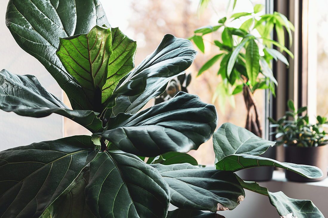 Bright indoor setting with a fiddle leaf fig beside a sunlit window and other houseplants