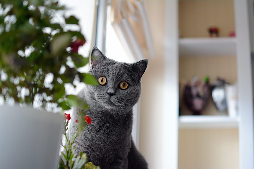 A grey cat sitting indoors beside a row of houseplants