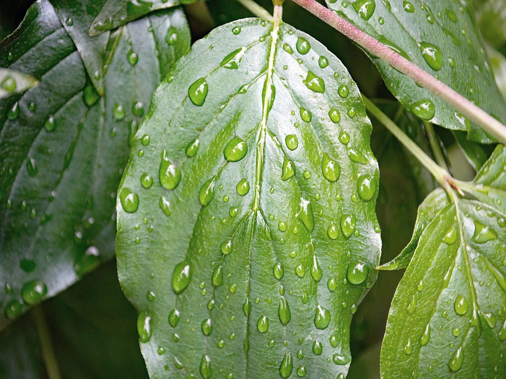 A green leaf covered in water droplets after rain