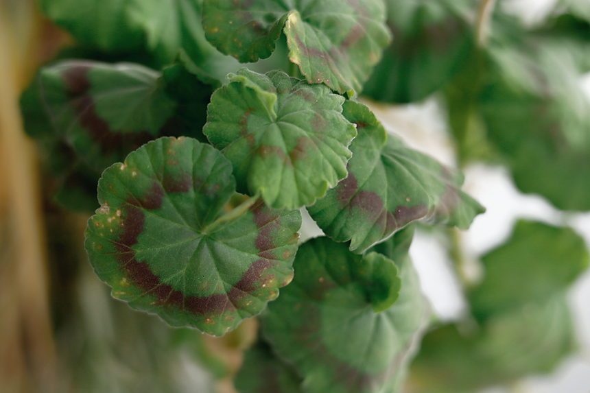 Green geranium leaves with brown spots and yellowing edges