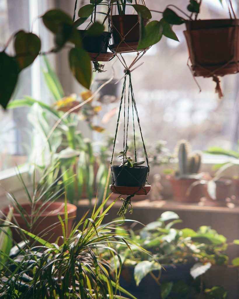 Sunlit room with diverse hanging and potted plants, including macrame decor