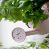 Close-up of vibrant green plant leaves being watered indoors with a pink watering can