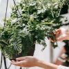 Hands arranging lush green potted ferns in an indoor setting, highlighting greenery aesthetics