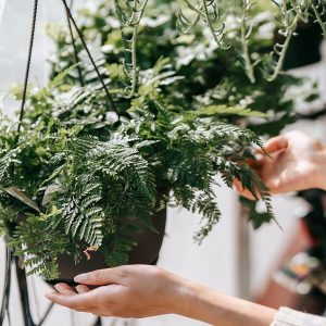 Hands arranging lush green potted ferns in an indoor setting, highlighting greenery aesthetics