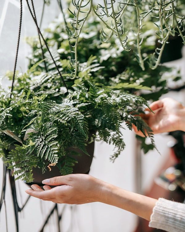 Hands arranging lush green potted ferns in an indoor setting, highlighting greenery aesthetics