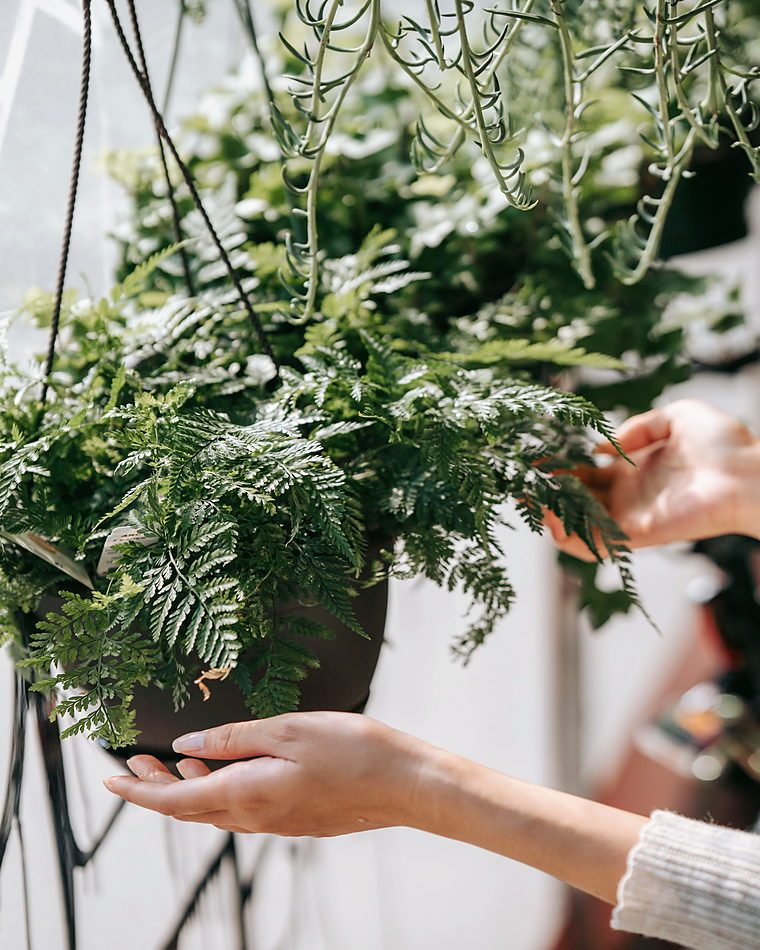 Hands arranging lush green potted ferns in an indoor setting, highlighting greenery aesthetics