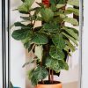 Healthy fiddle leaf fig tree in a terracotta pot indoors, adding natural decor