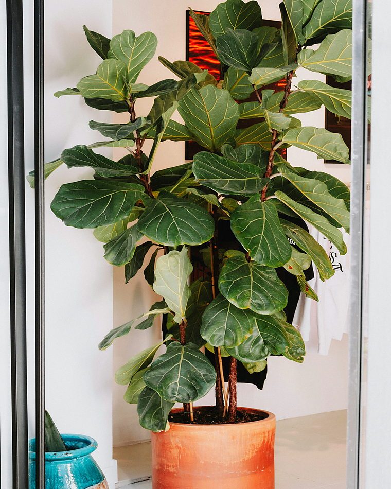 Healthy fiddle leaf fig tree in a terracotta pot indoors, adding natural decor