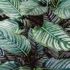 Close-up of lush Calathea leaves with striking white patterns in an Indonesian garden