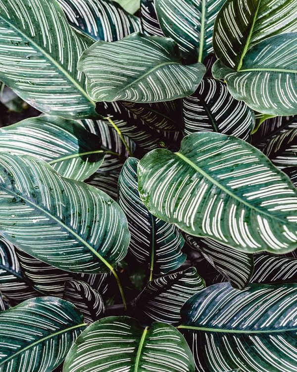 Close-up of lush Calathea leaves with striking white patterns in an Indonesian garden