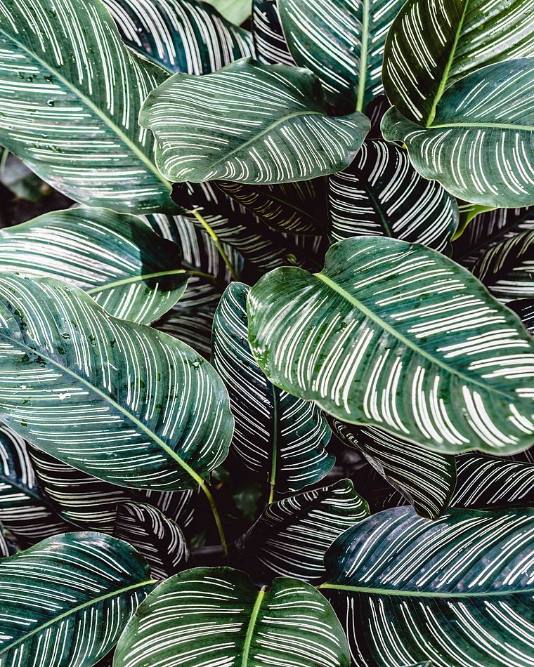 Close-up of lush Calathea leaves with striking white patterns in an Indonesian garden