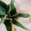 A variety of lush green potted plants arranged indoors, showcasing fresh botanical beauty