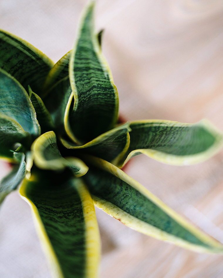 A variety of lush green potted plants arranged indoors, showcasing fresh botanical beauty
