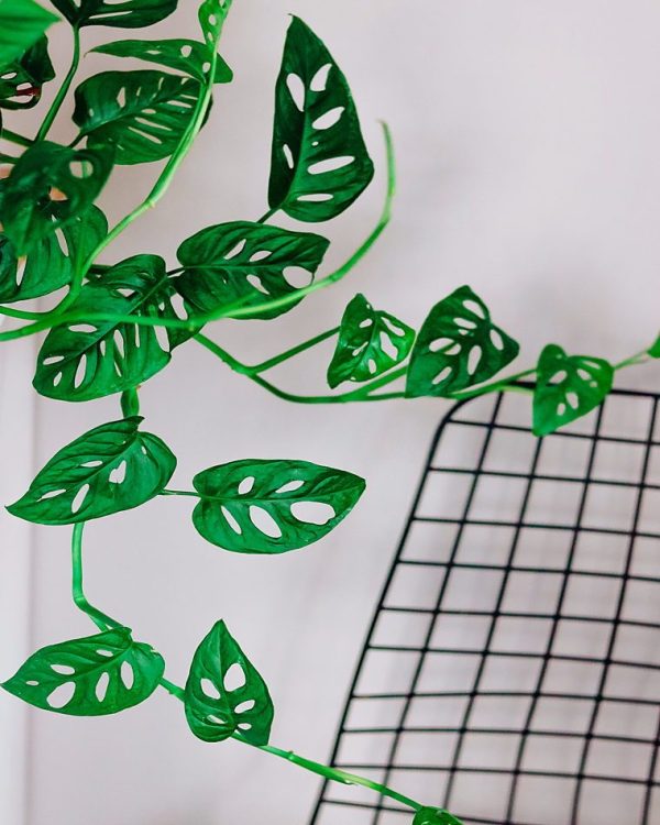 Artistic close-up of lush Monstera leaves with a grid pattern in the background