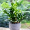 Close-up of a healthy ZZ plant in a decorative pot with lush greenery background