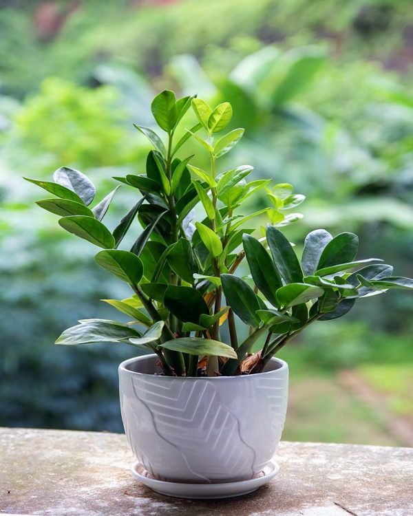 Close-up of a healthy ZZ plant in a decorative pot with lush greenery background