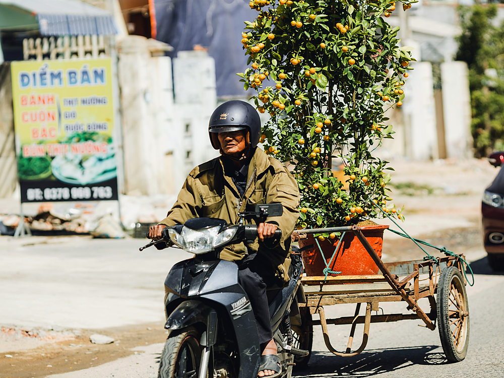 A man rides a motorbike with a kumquat tree in Kon Tum, Vietnam. Urban street scene