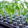 Young green seedlings growing in a propagation tray