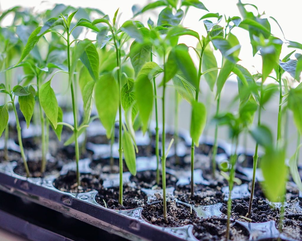 Young green seedlings growing in a propagation tray
