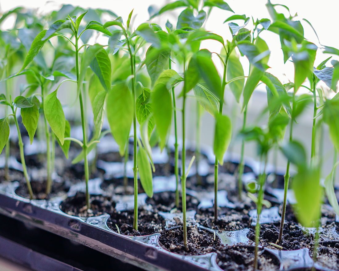 A close-up of young green seedlings growing in a tray, showcasing vibrant growth and fresh green leaves
