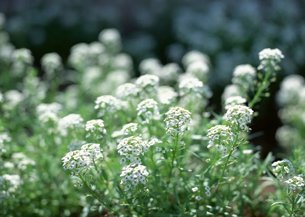 White alyssum in flower, shot low among the stems.
