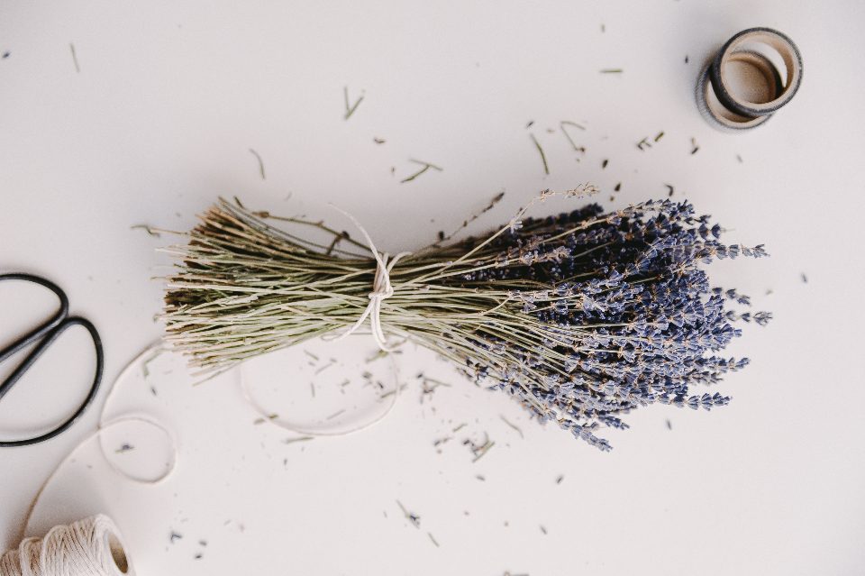 Dried lavender laid out with scissors and a ball of twine.