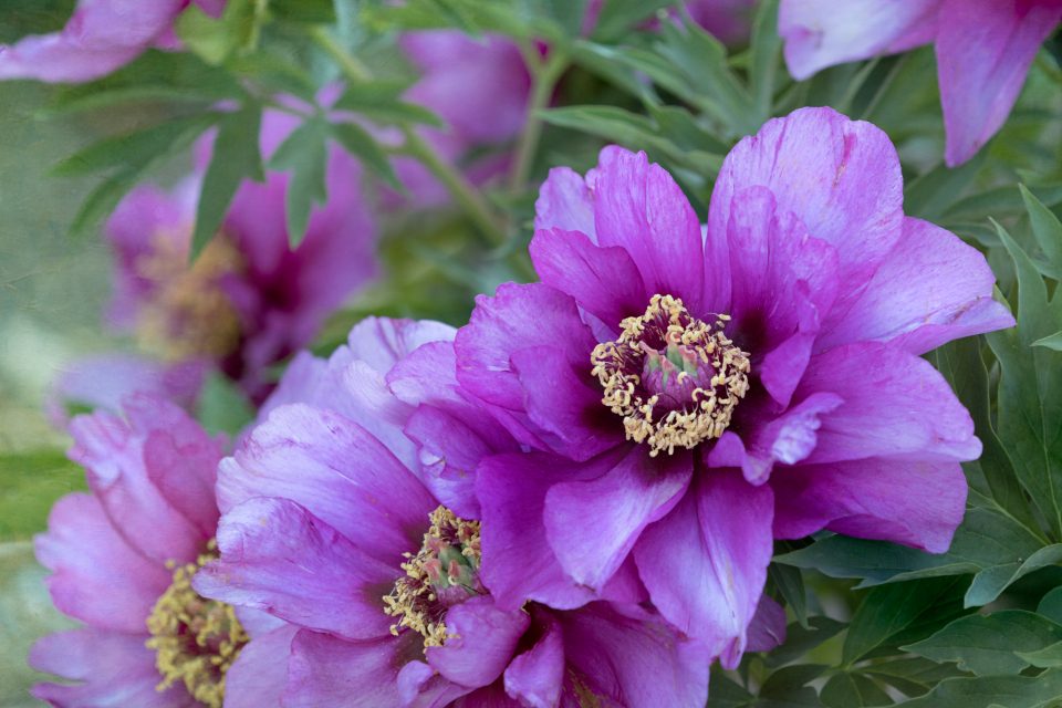 Magenta tree peonies open on the plant in a garden.