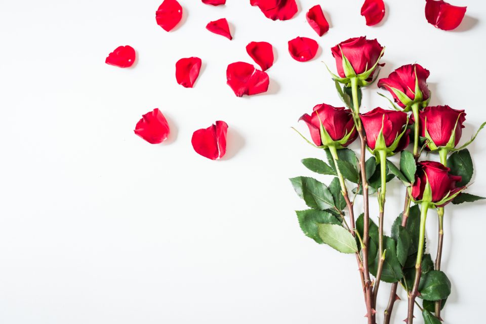 Red roses and loose petals arranged flat on white.