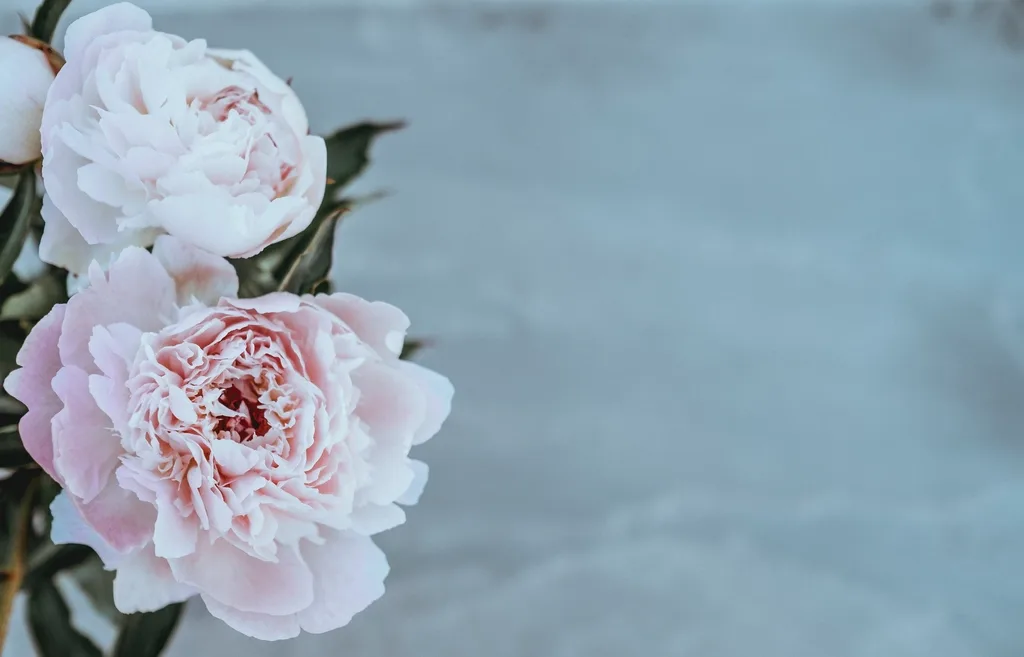 Pale peonies photographed against a grey wall.