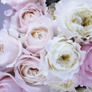 Blush garden roses at the point of opening.