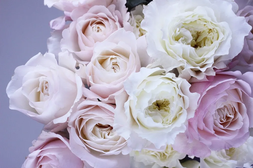 Blush garden roses at the point of opening.