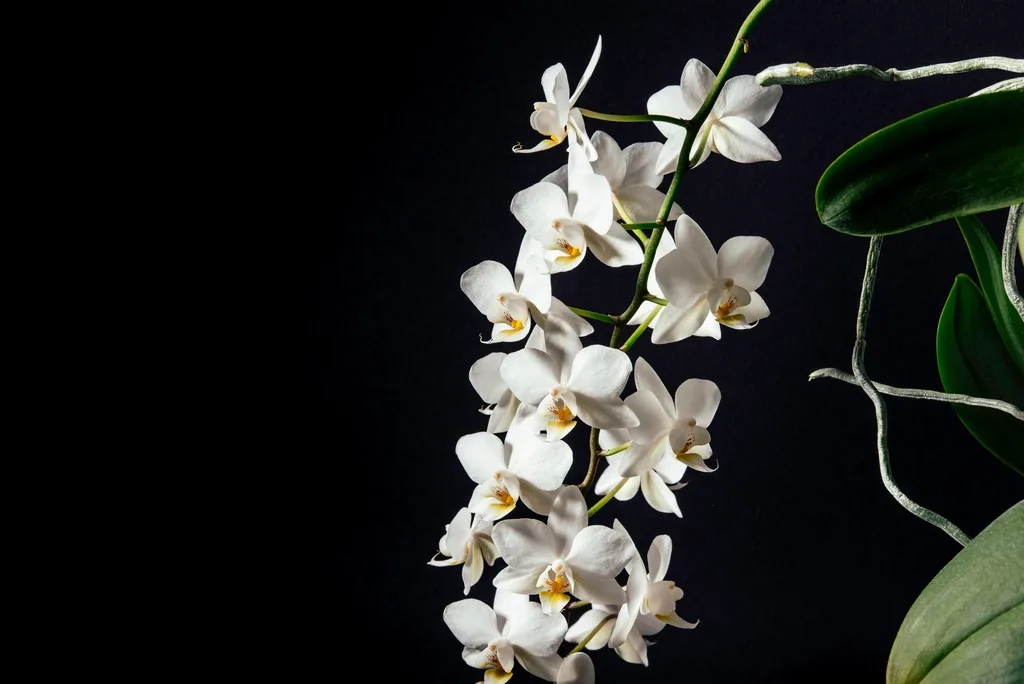 Phalaenopsis, double stem — a white phalaenopsis spike against black.