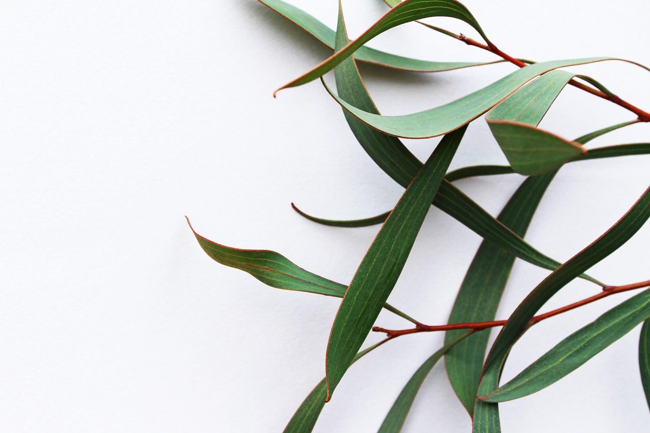 White Linen in green — eucalyptus stems on white.